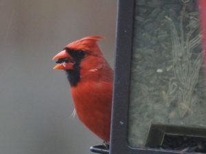 Cardinal rouge mâle (Danielle B. - Pierre L.)