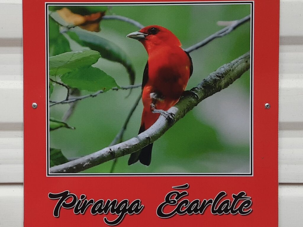 Piranga écarlate - affiche